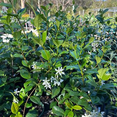 TRACHELOSPERMUM JASMINOIDES 'STAR JASMINE'
