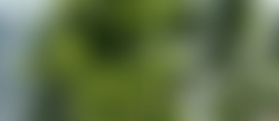 PODOCARPUS MACROPHYLLUS ‘MAKI’