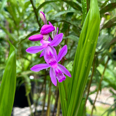 BLETILLA STRIATA ‘CHINESE GROUND ORCHID’