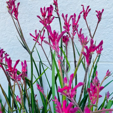 ANIGOZANTHOS 'KANGAROO PAW'