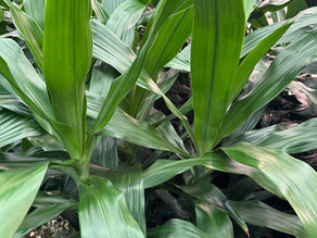 DRACAENA 'JANET CRAIG'