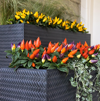 Java Bamboo Trough