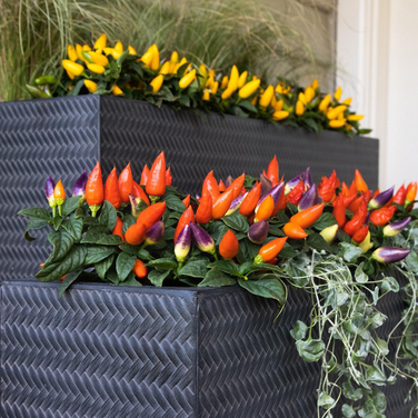 TROUGH POTS