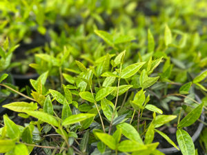 TRACHELOSPERMUM ASIATICUM - ASIATIC STAR JASMINE