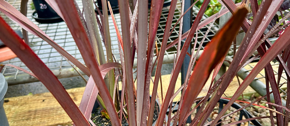 PHORMIUM 'BRONZE BABY'