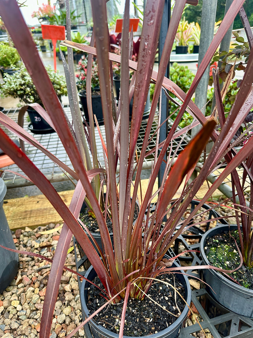 PHORMIUM 'BRONZE BABY'