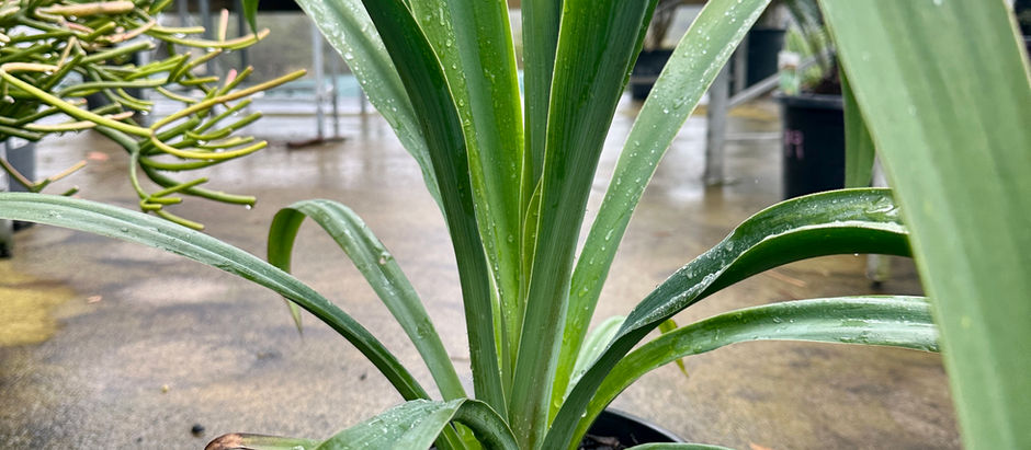BESCHORNERIA 'MEXICAN LILY'