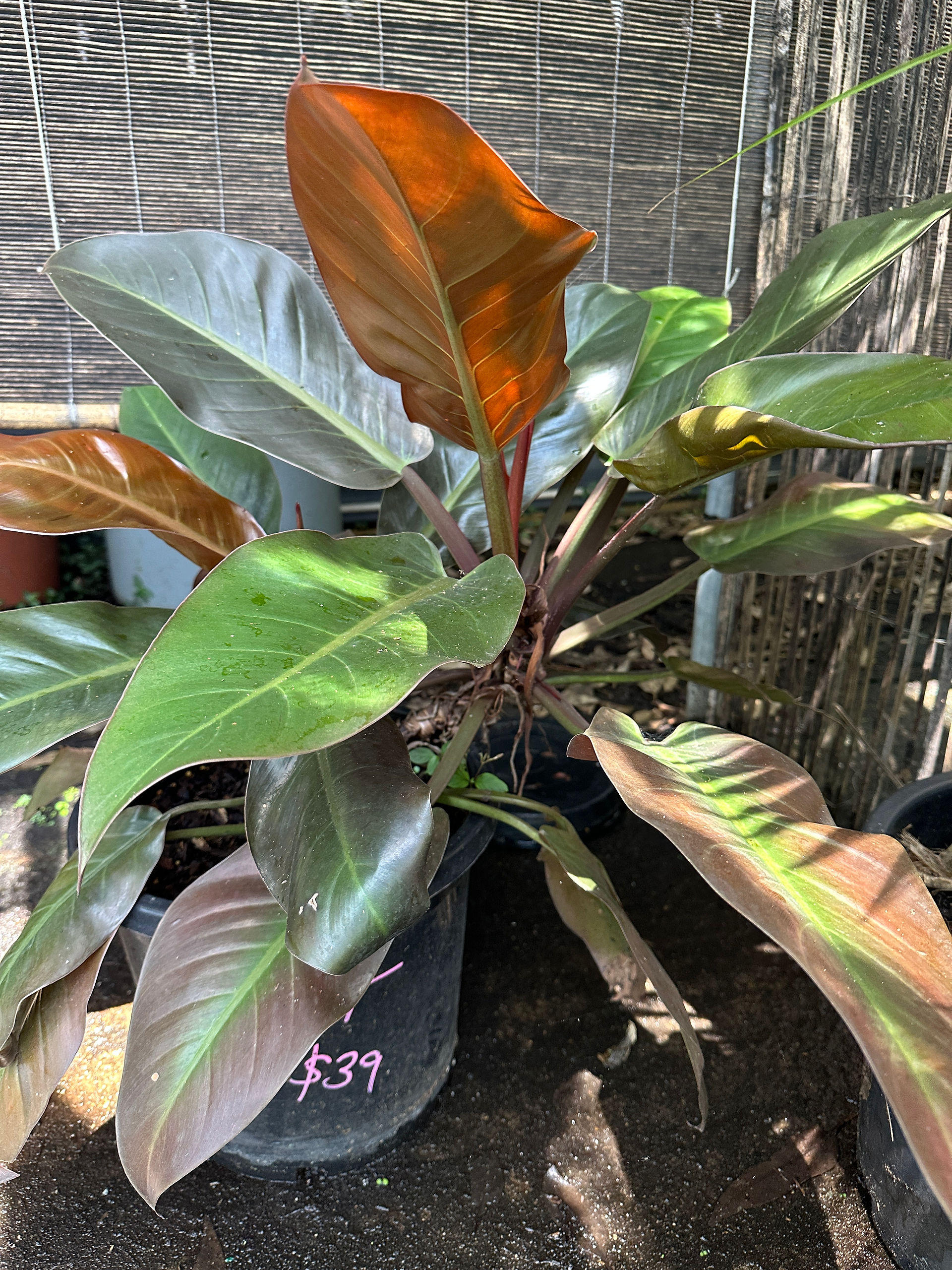Philodendron