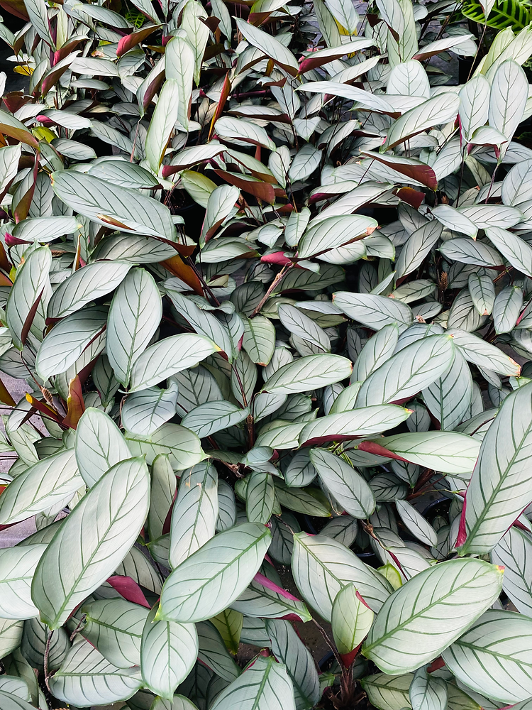 CTENANTHE SETOSA 'GREY STAR'