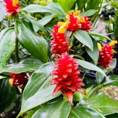 COSTUS COMOSUS 'RED TOWER GINGER'