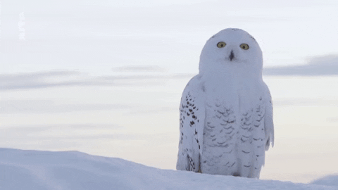 Winter Hoot