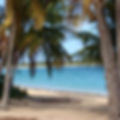 Vieques Palm Trees