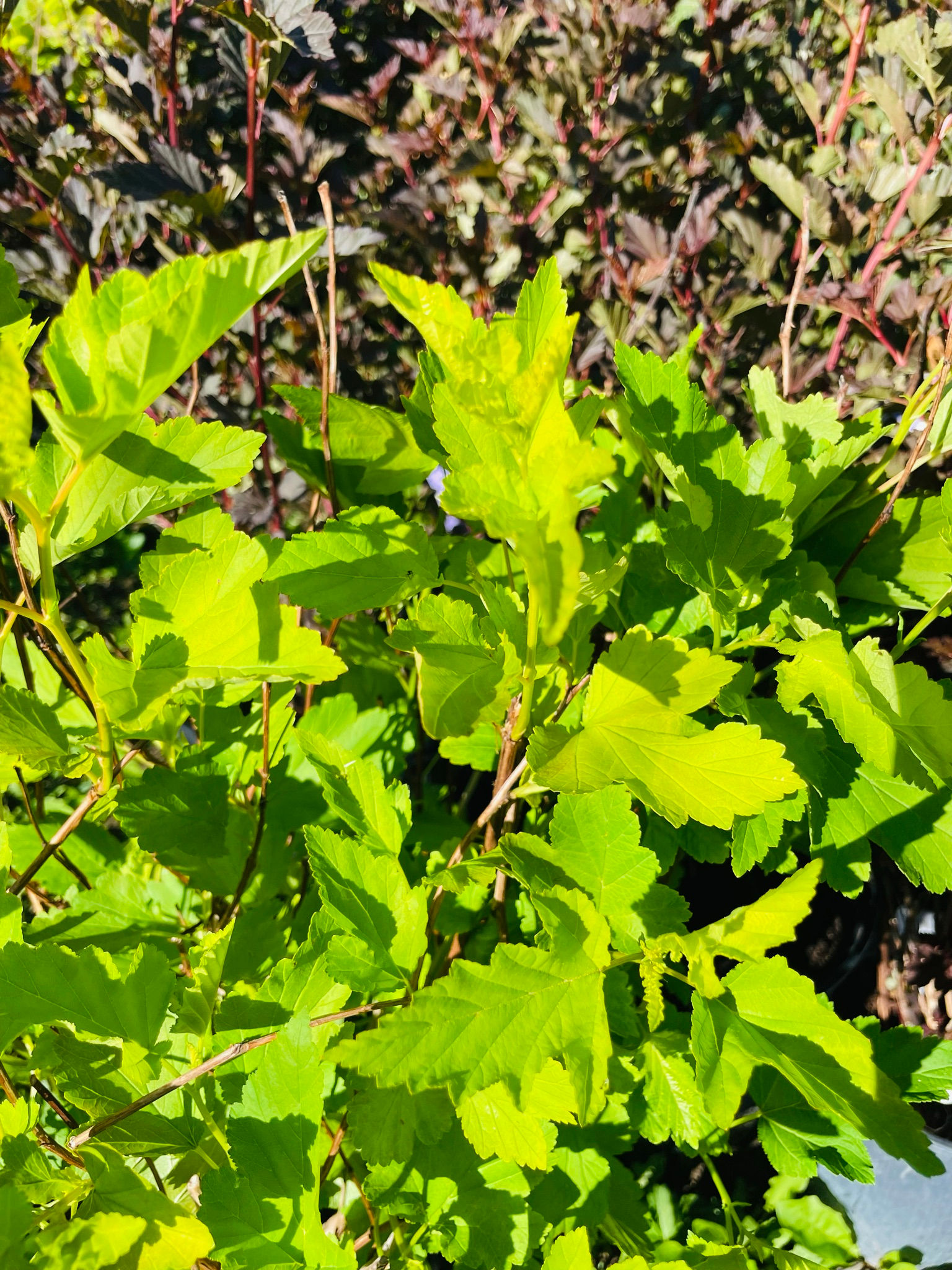 Ninebark - Darts Gold