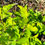Thumbnail: Ninebark - Darts Gold