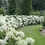 Thumbnail: Hydrangea - Annabelle