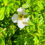 Thumbnail: Potentilla - Pink Beauty