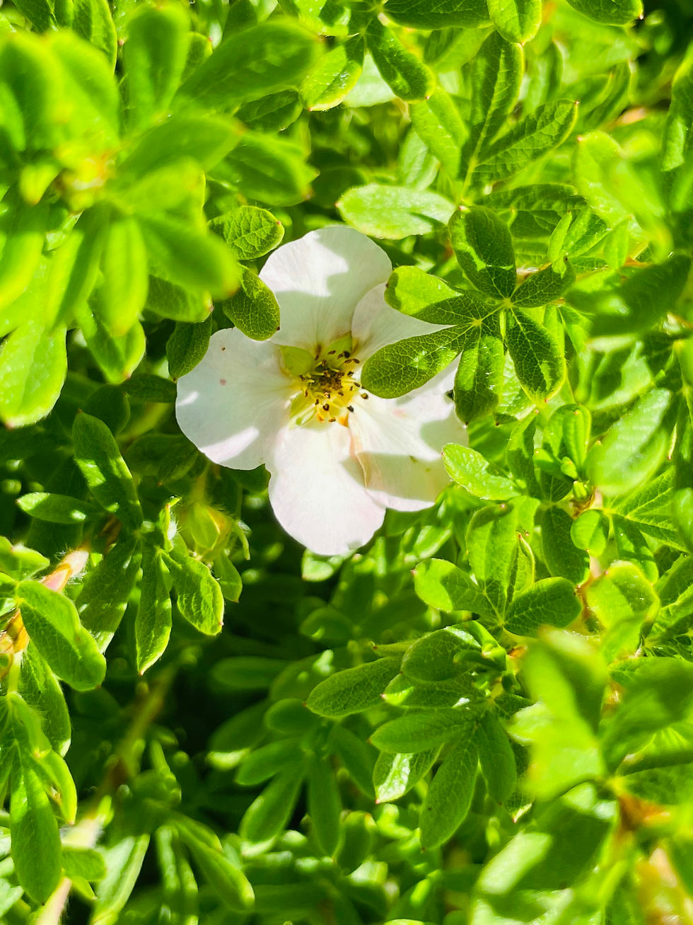 Potentilla - Pink Beauty