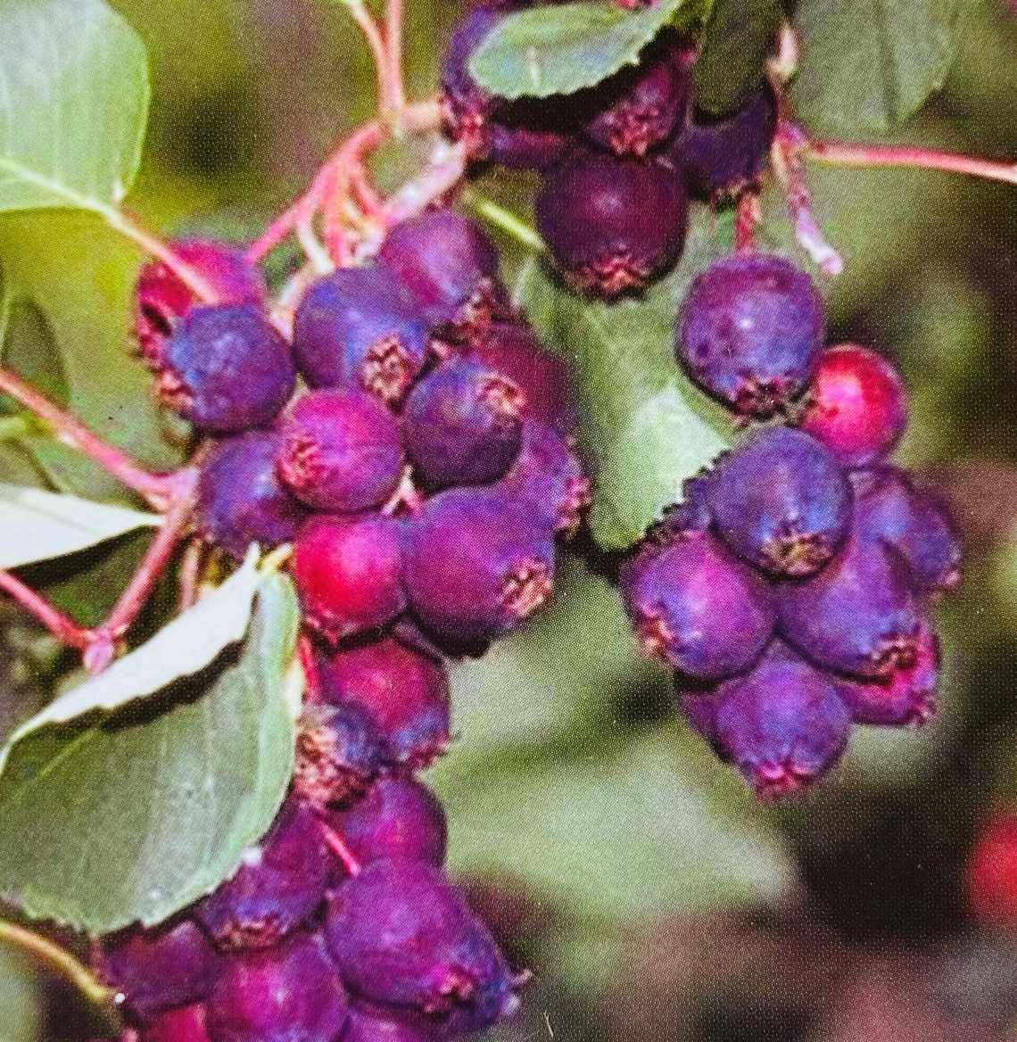 Saskatoon - Thiessen