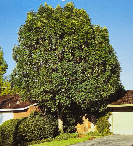 Ash - Green - Patmore | Boughen Nurseries