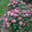 Thumbnail: Hydrangea - Invincibelle Ruby