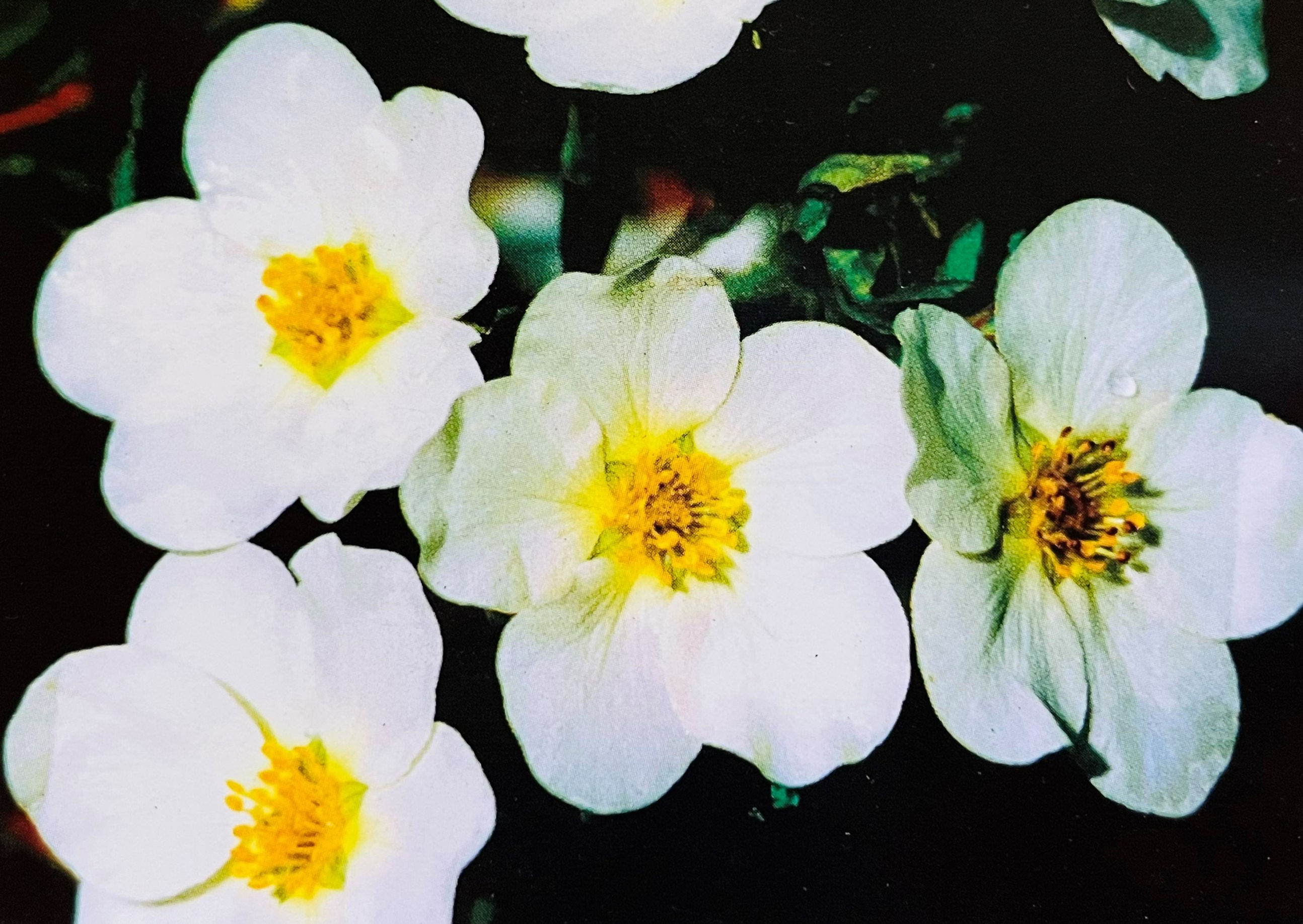 Potentilla - McKay's White
