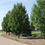 Thumbnail: Assiboine Poplar -Potted