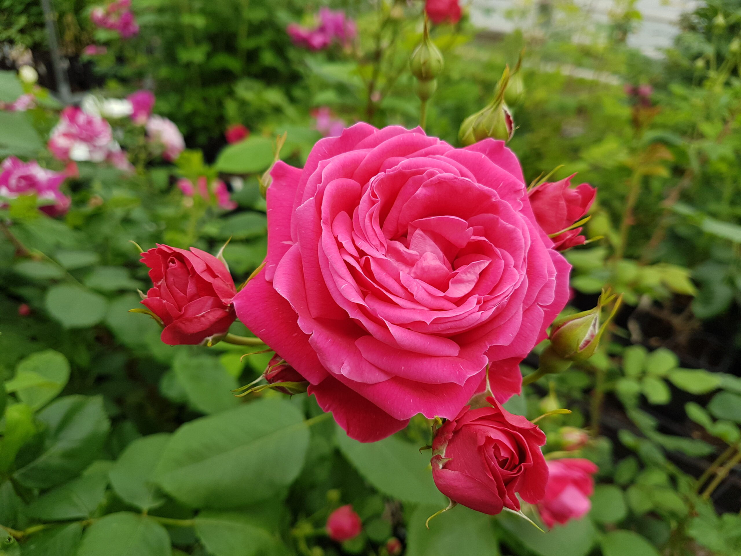 Alexander Mackenzie - Deep Red