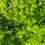 Thumbnail: Potentilla - Pink Beauty