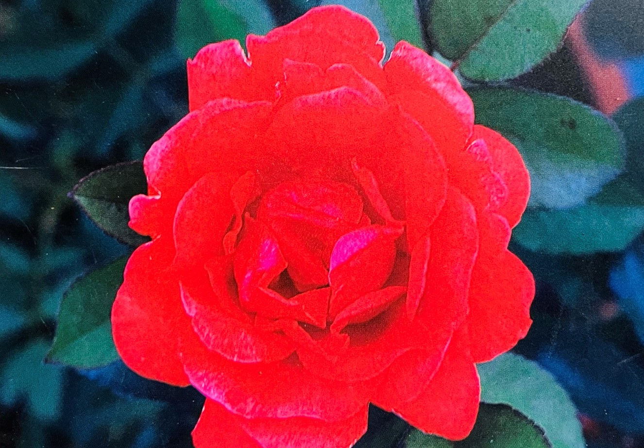 Morden Fireglow - Orange Red