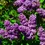 Thumbnail: Lilac - Charles Joly