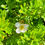 Thumbnail: Potentilla - Pink Beauty