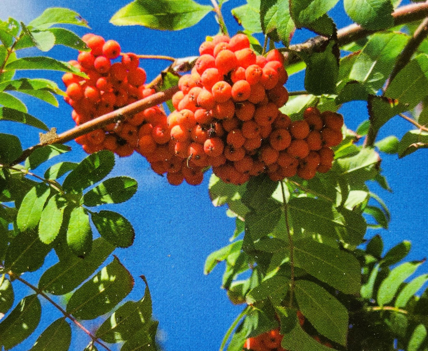 Ash - European Mountain - 5 Pack