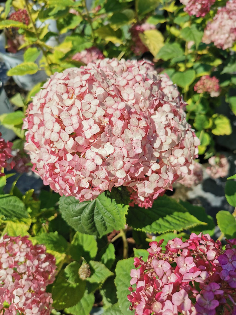 Thumbnail: Hydrangea - Incredible Blush