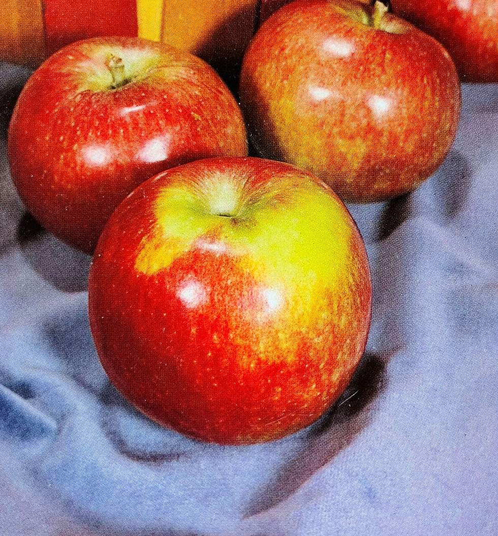 Apple - September Ruby