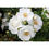 Thumbnail: Morden Snow Beauty Rose - White