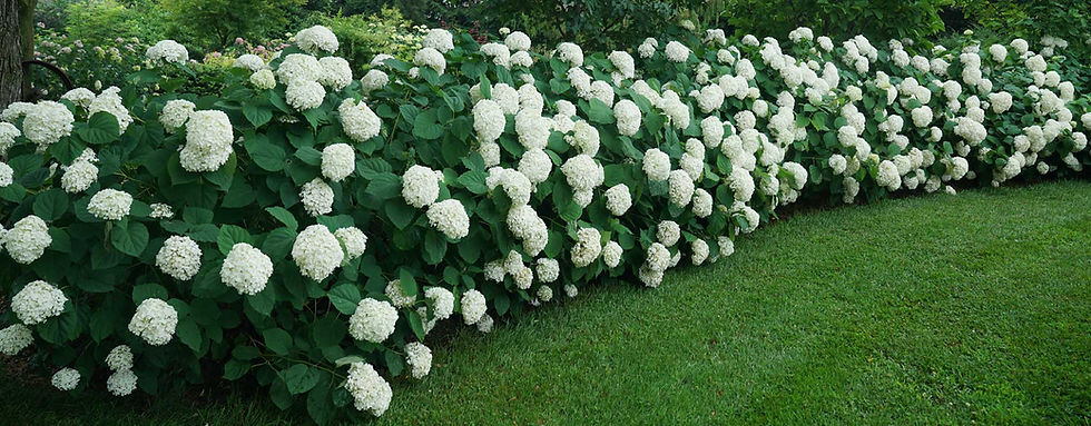 Thumbnail: Hydrangea - Annabelle
