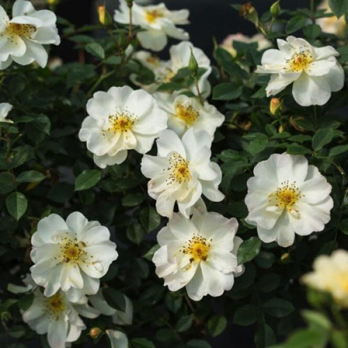 Oscar Peterson Rose - White | Boughen Nurseries