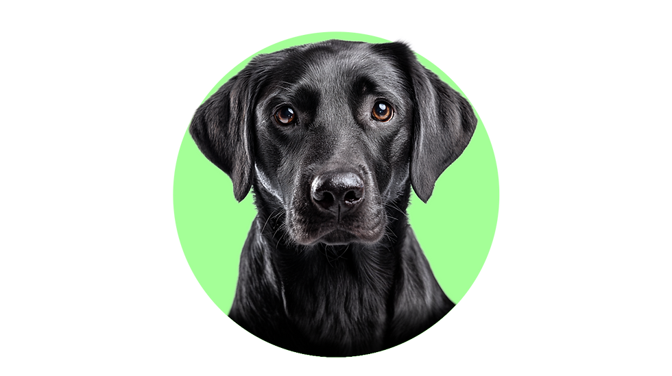 dog icon background.png