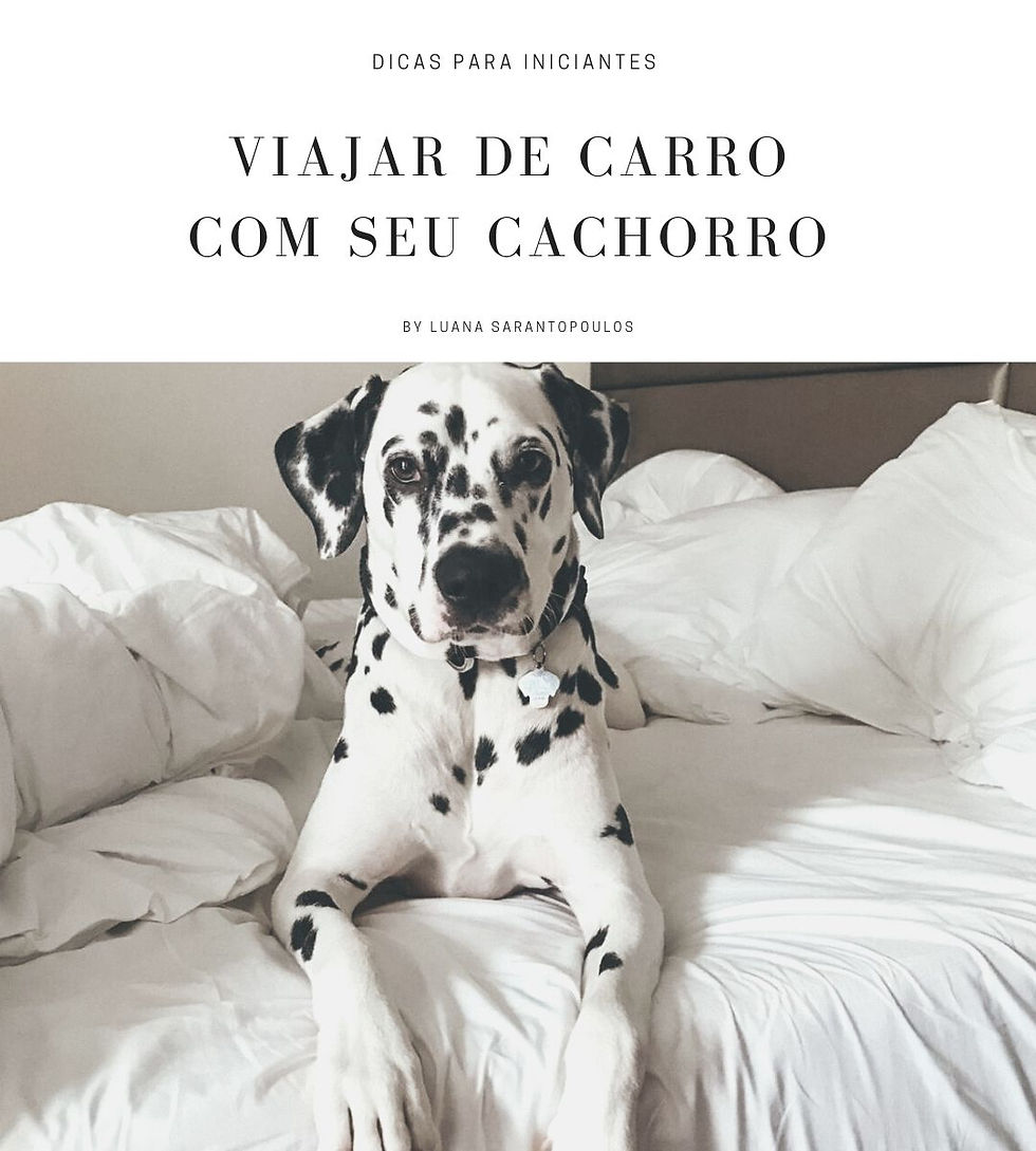 Como viajar de carro com seu cachorro: dicas para iniciantes