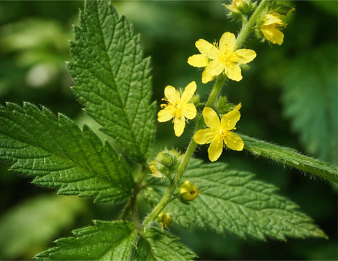 inmunol-f-agrimony.jpg