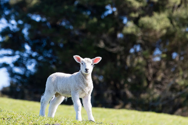 ZQ the leading wool standard in FOUR PAWS Certification Insights Report