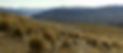 NZM-Merino-1.jpg