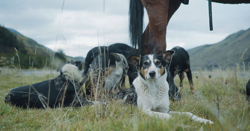 Dogs and Horses