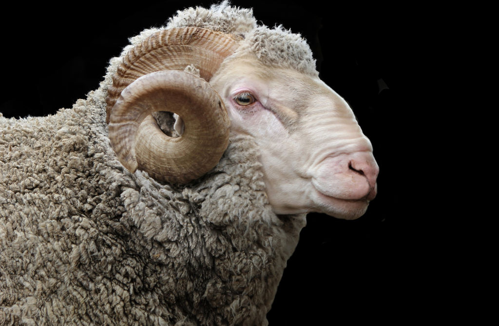 The New Zealand Merino Company Home