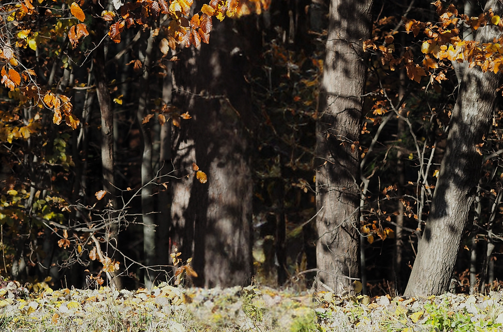 Instagram Beitrag Liste grün gelb modern (210 x 297 mm) (2).png