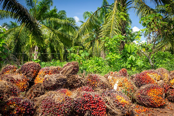 Palm oil in Montes de Maria, Colombia