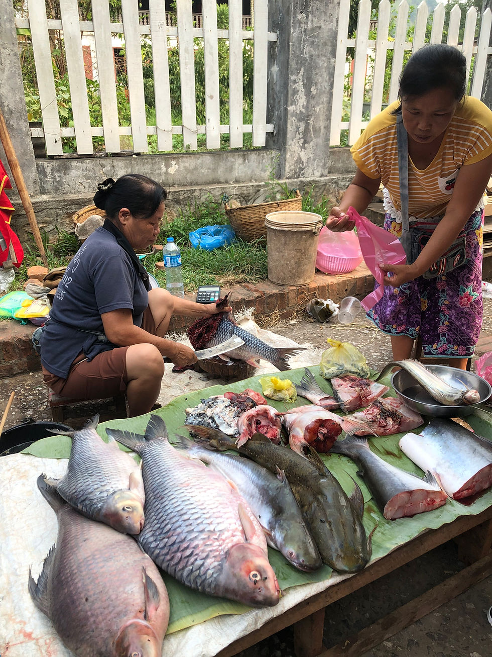 fish seafoos morning market laos luang prabang