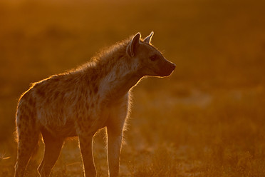 Africa Safari-26_edited.jpg