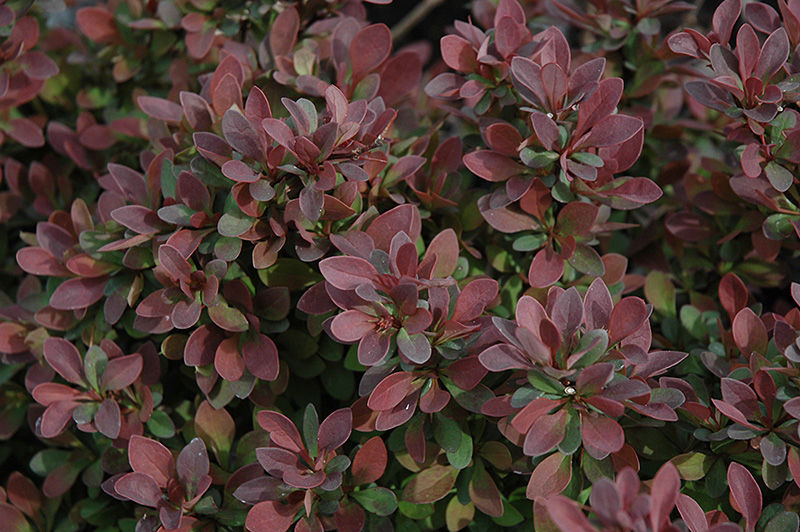 Berberis royal burgundi