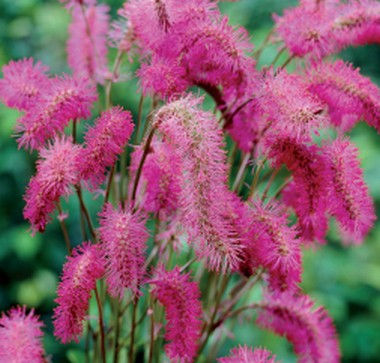 Sanguisorba rosea